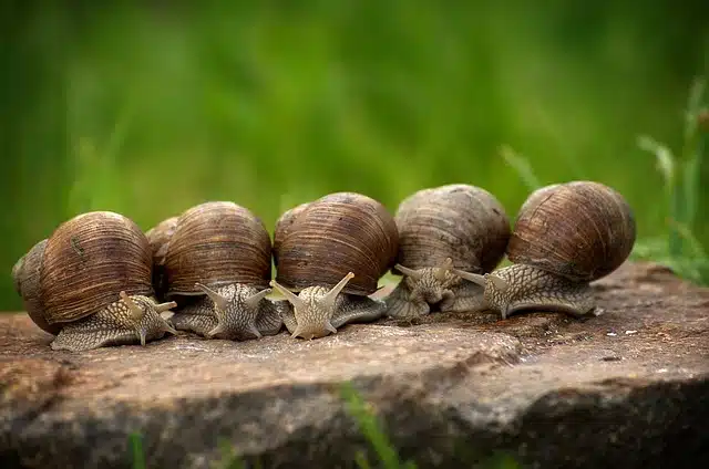 MALACOLOGÍA: Definición, ORÍGENES y EVOLUCIÓN interesante