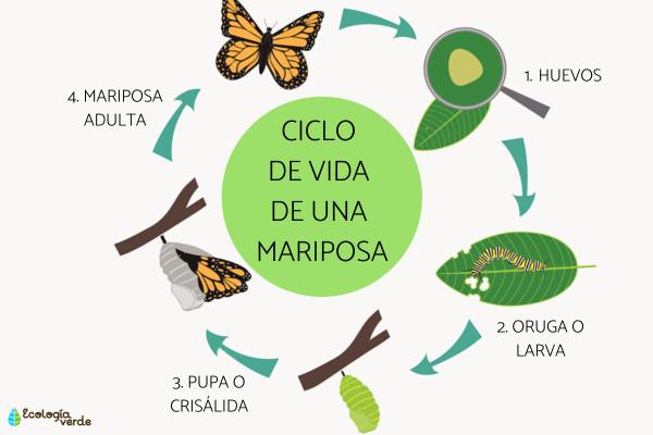 Mariposas: CARACTERÍSTICAS, HÁBITAT y CICLO DE VIDA