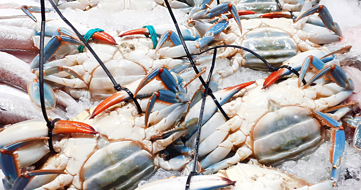 MARISCOS: DESCUBRE su DEFINICIÓN y CONCEPTO Esencial