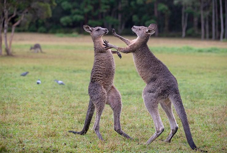 MARSUPIALES: Qué son y su IMPORTANCIA en la NATURALEZA