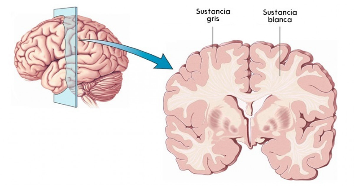 MATERIA GRIS: Concepto, Funciones y su IMPORTANCIA