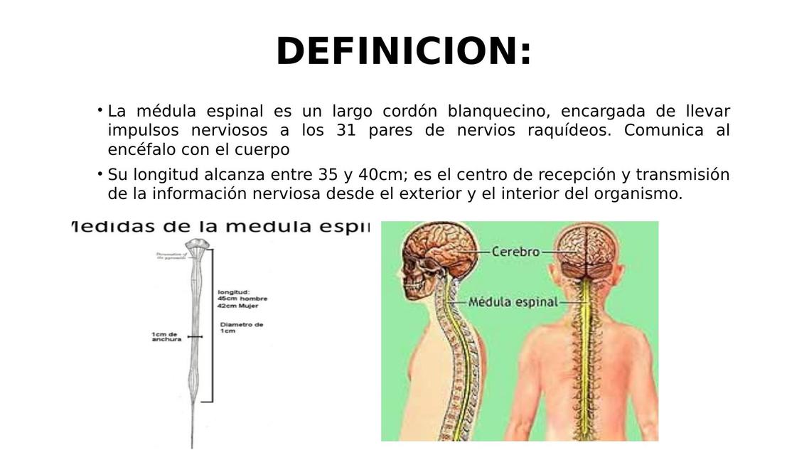 MÉDULA: Definición, Características y Concepto Clave