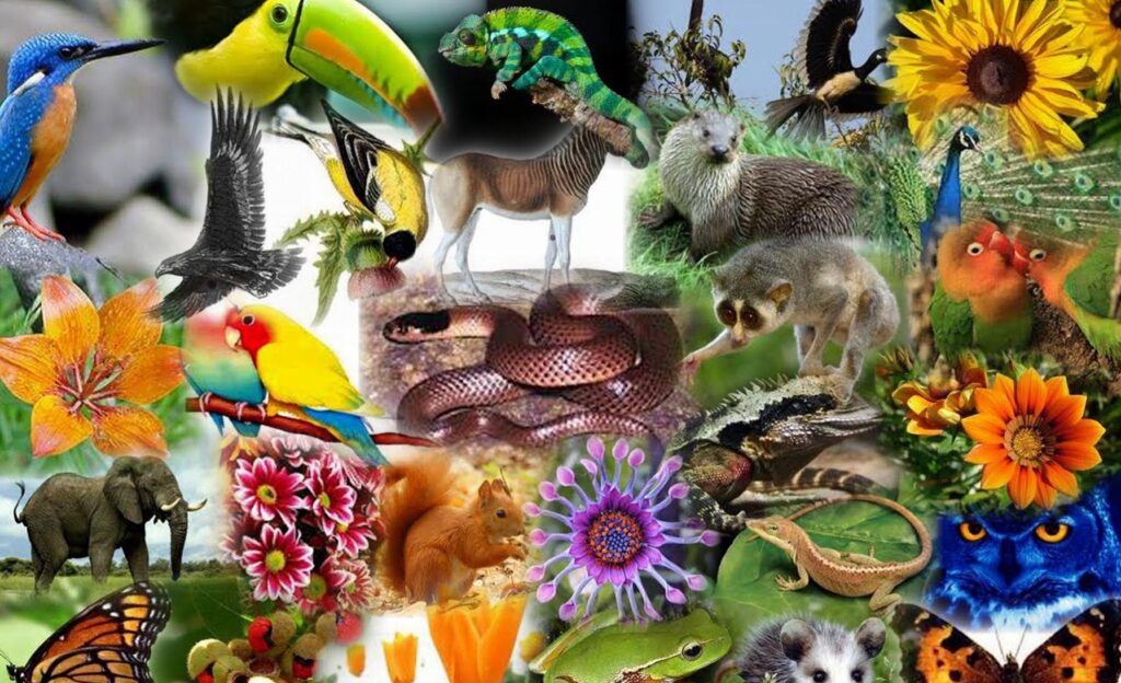MEGADIVERSOS: Descubre la MARAVILLOSA Biodiversidad