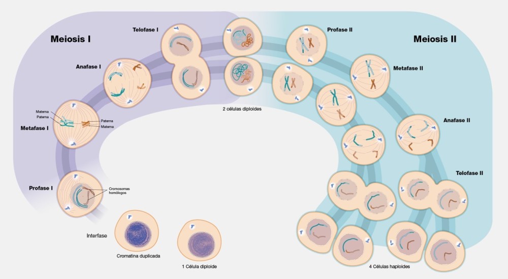 MEIOSIS: QUÉ ES DESCUBRE SU FUNCIÓN Y FASES ESENCIALES