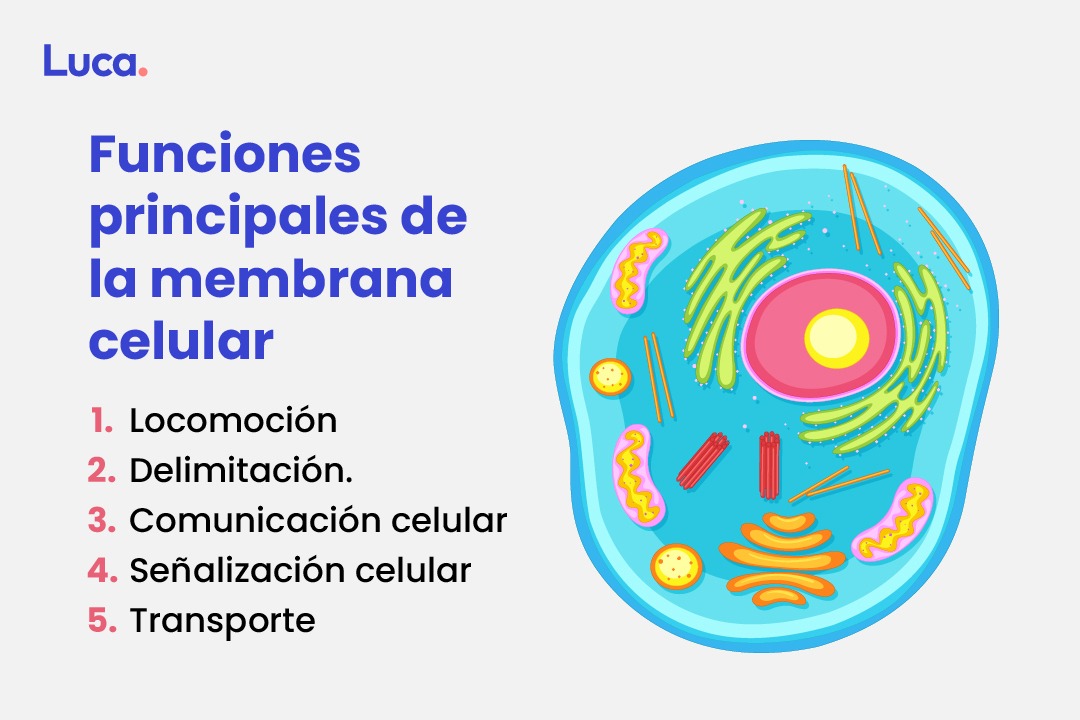 MEMBRANA CELULAR: DEFINICIÓN, FUNCIONES y CONCEPTOS CLAVE