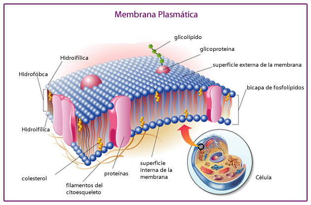 MEMBRANA PLASMÁTICA: CARACTERÍSTICAS Y FUNCIONES Clave
