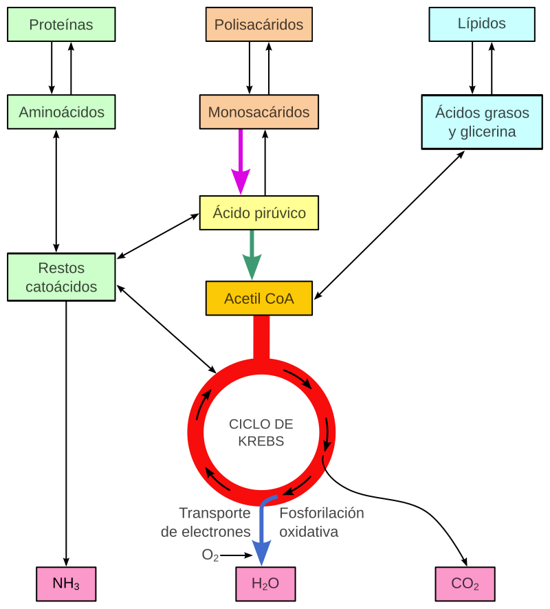 METABOLISMO EN BIOLOGÍA: Definición y Concepto Clave