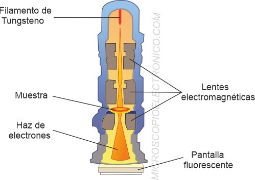 MICROSCOPIO ELECTRÓNICO: Características y Ventajas Clave
