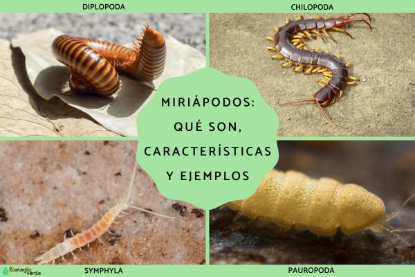 MIRIÁPODOS: Definición, CARACTERÍSTICAS y Ejemplos