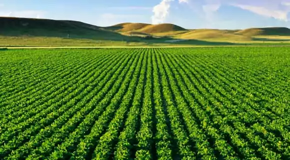 MONOCULTIVO: DEFINICIÓN y CONCEPTO CLAVE que Debes Conocer