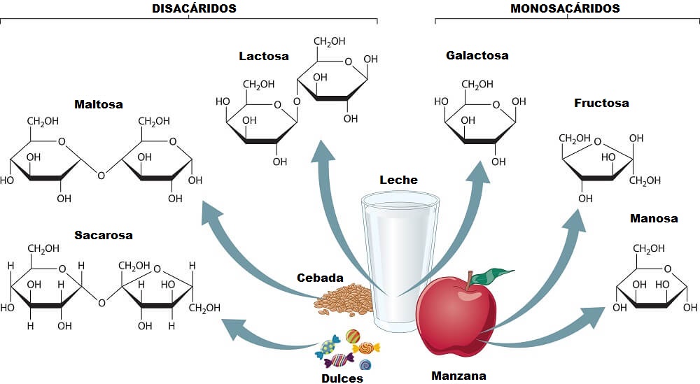 MONOSACÁRIDOS: PROPIEDADES, CARACTERÍSTICAS Y EJEMPLOS