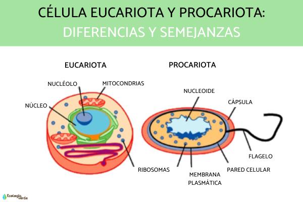 MORFOLOGÍA: Descubre su SIGNIFICADO y EJEMPLOS ¡Asombroso!