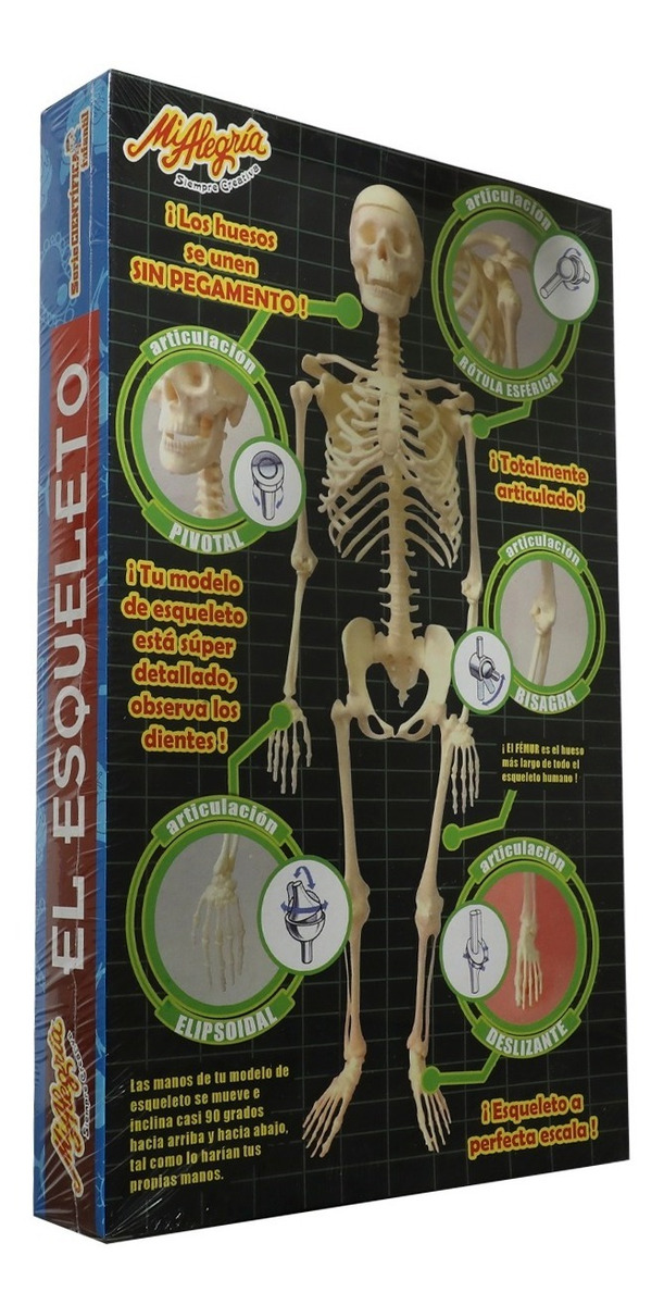 ¡MUEVE TU ESQUELETO! Descubre cómo tu CUERPO se MUEVE