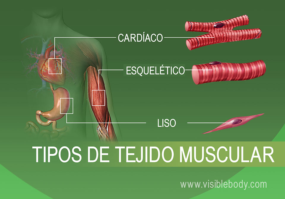 MÚSCULOS: CLASIFICACIÓN, TIPOS y SU FUNCIÓN Esencial
