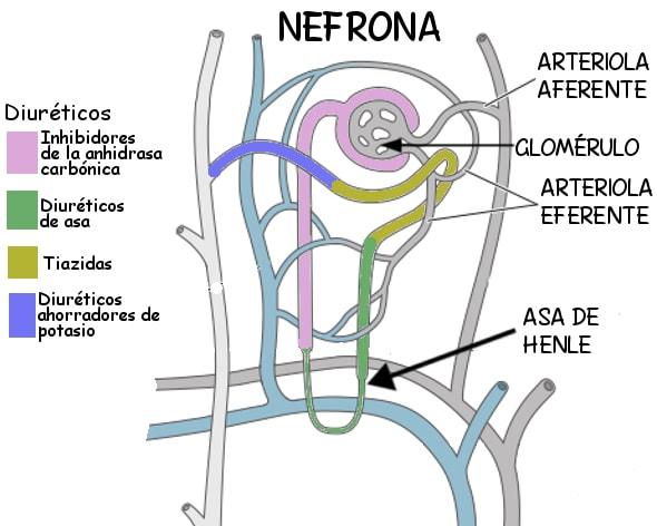 NEFRONA: Definición, Concepto y FUNCIONES Esenciales