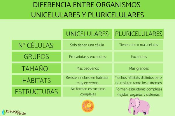 NIVEL PLURICELULAR: ORIGEN, CARACTERÍSTICAS y VENTAJAS