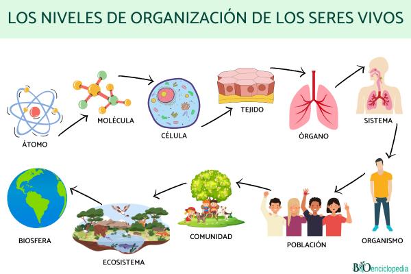NIVEL SUBCELULAR: Descubre los NIVELES DE ORGANIZACIÓN