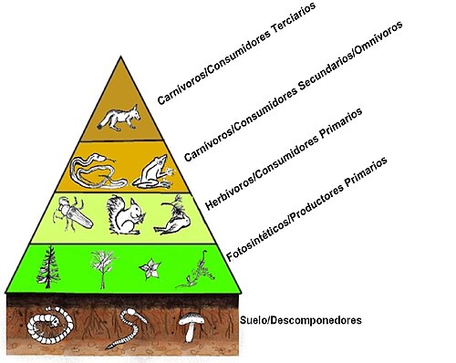 NIVELES TRÓFICOS: Definición, Ejemplos y CLASIFICACIÓN