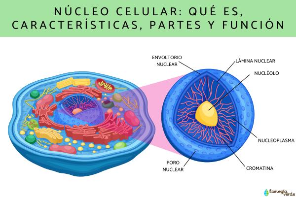 NÚCLEO CELULAR: Función, Estructura y Ciclo Esencial