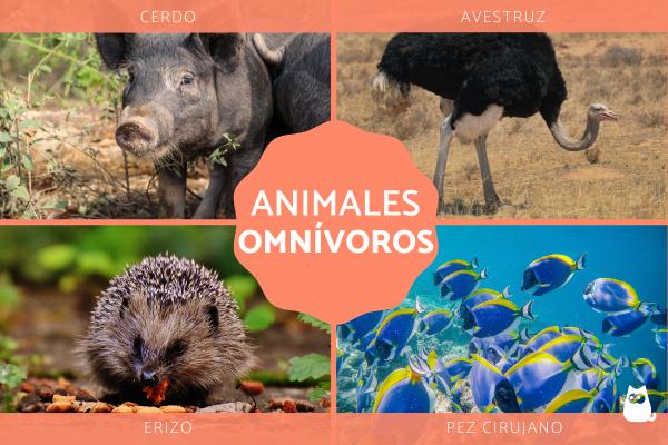 OMNÍVORAS: Ejemplos y Características Sorprendentes