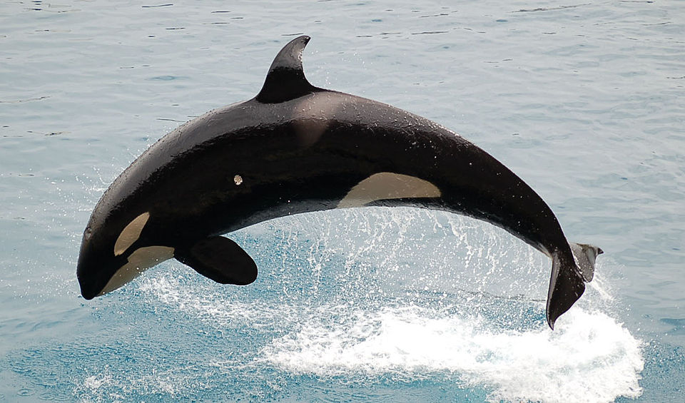 ORCAS: Información ESENCIAL sobre su HÁBITAT y REPRODUCCIÓN