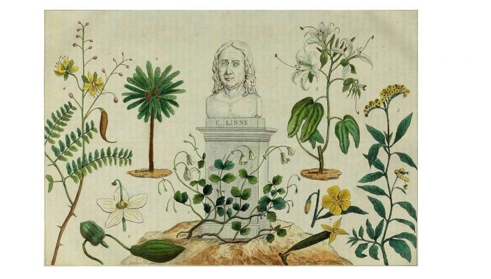 ÓRDENES en Botánica: Definición y Concepto Esencial