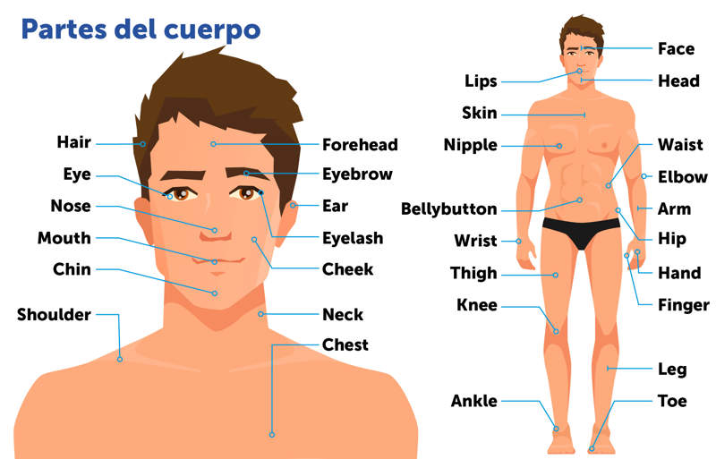 OREJAS en INGLÉS: Descubre PARTES DEL CUERPO ¡Fácil!