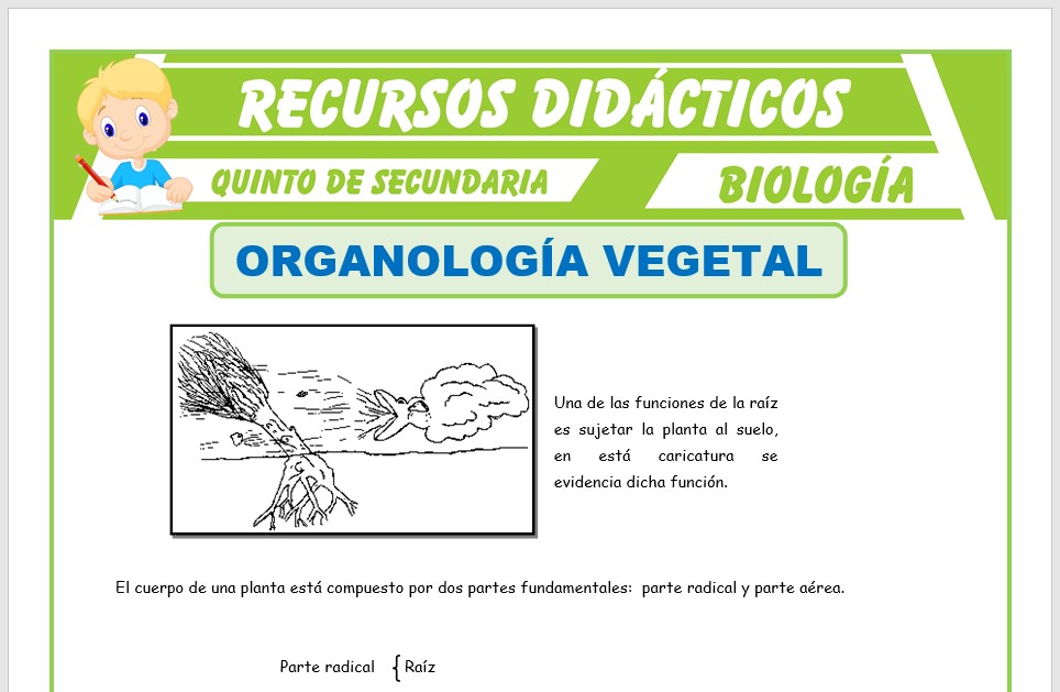 Organografía: DEFINICIÓN y CONCEPTO VEGETAL Esencial