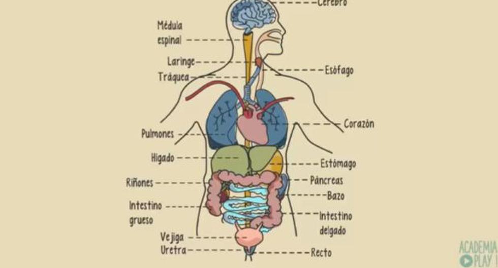 Órganos del CUERPO HUMANO y sus MISTERIOSAS funciones