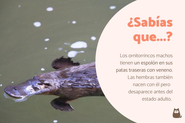 ORnitorrinco: QUÉ ES y Datos SORPRENDENTES que No Sabías
