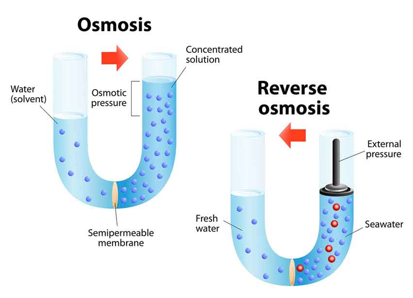 ÓSMOSIS: Definición, Función y Ejemplos Esenciales