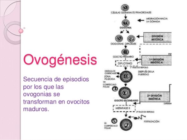 OVOGÉNESIS: DEFINICIÓN y su IMPORTANCIA en GAMETOGÉNESIS