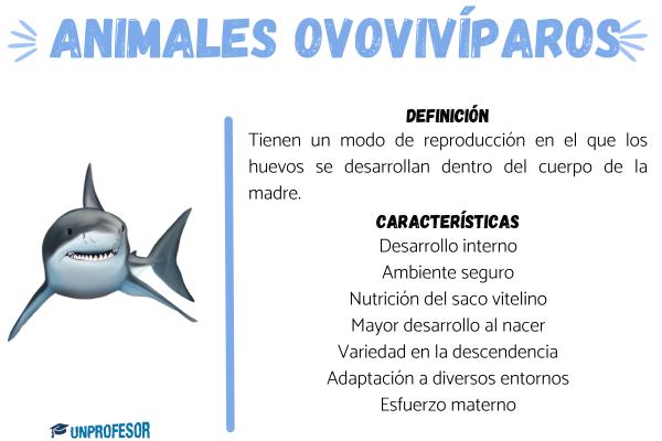 OVOVIVÍPARO: DEFINICIÓN y CARACTERÍSTICAS ESENCIALES