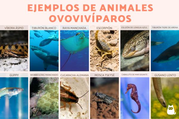 OVOVIVÍPAROS: DESCUBRE sus CARACTERÍSTICAS y EJEMPLOS