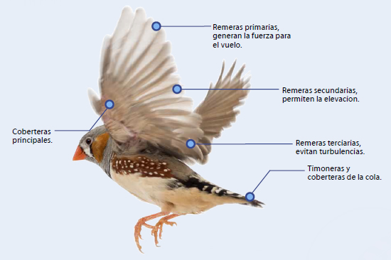 PÁJAROS: DEFINICIÓN, CARACTERÍSTICAS Y USOS ASOMBROSOS