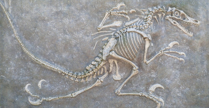PALEONTOLOGÍA: SIGNIFICADO, RASTROS y DESCUBRIMIENTOS