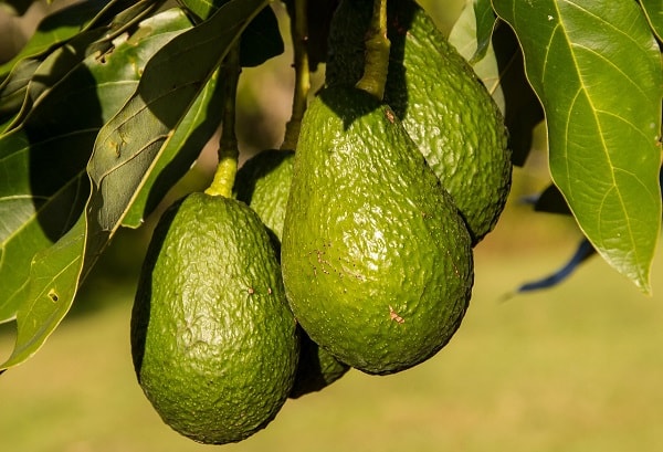 Palta: Qué es y cuáles son sus beneficios Descúbrelo aquí