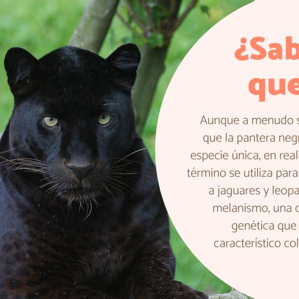 PANTERAS: Descubre el ANIMAL y su interesante MUNDO