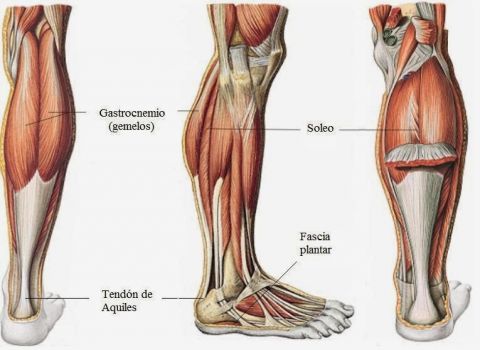PANTORRILLA: Qué es y MUSCULOS esenciales que debes conocer