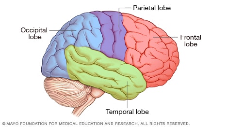PARIETAL: DEFINICIÓN y CONCEPTO Esencial Explicado
