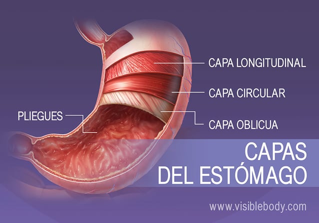 PARTES DEL ESTÓMAGO: FUNCIONES y CURIOSIDADES SORPRENDENTES