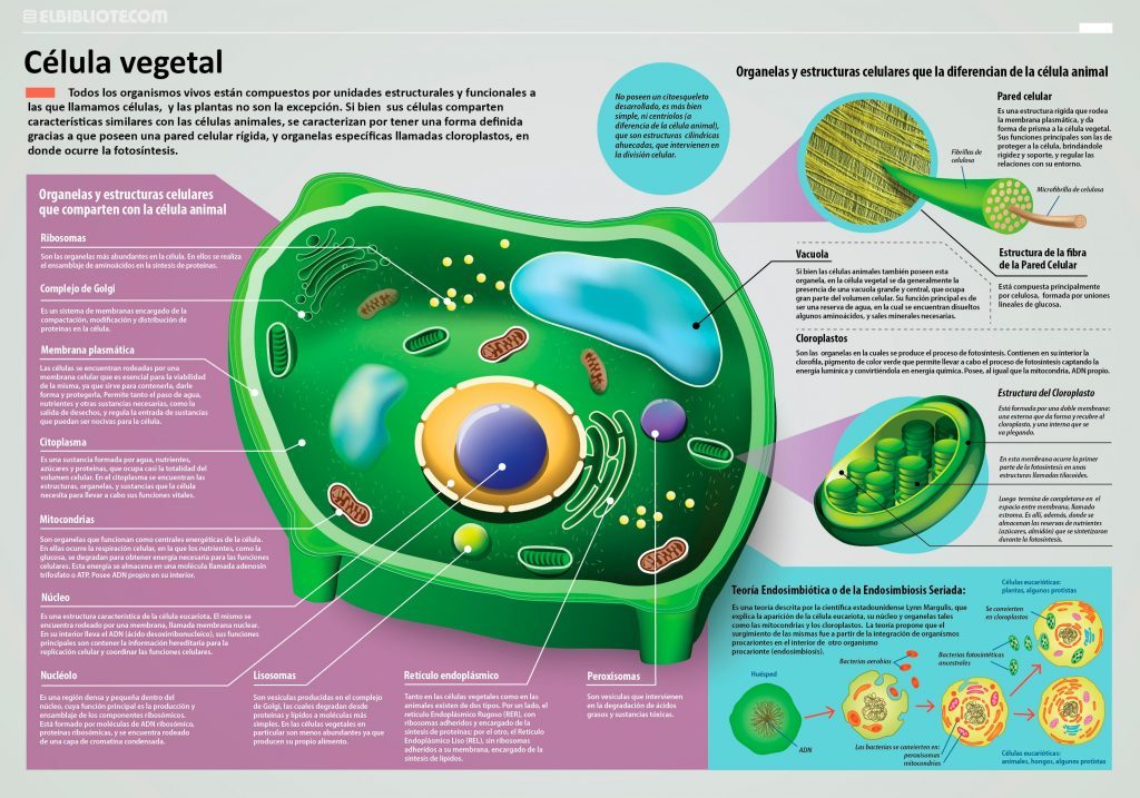 PARTES DEL NÚCLEO CELULAR: FUNCIÓN Y DIBUJO IMPACTANTE