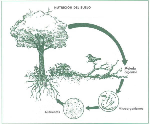 PASOS CLAVE: NUTRIENTES de SERES VIVOS al AMBIENTE