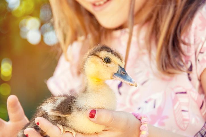 PATO DOMÉSTICO: Qué es y su IMPORTANCIA en el HOGAR
