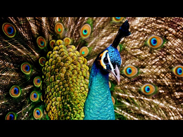 PAVO REAL HEMBRA: Descubre su BELLEZA y CARACTERÍSTICAS