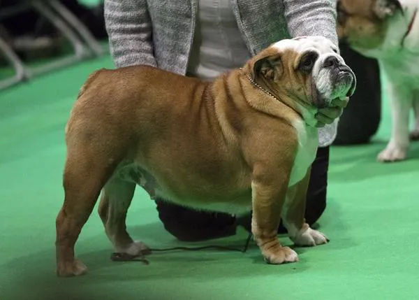 PEDIGREE: QUÉ ES, USOS Y SU IMPORTANCIA DESCUBIERTA