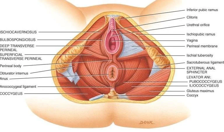 PELVIS: Qué es, cuál es su DEFINICIÓN y CONCEPTO ESENCIAL