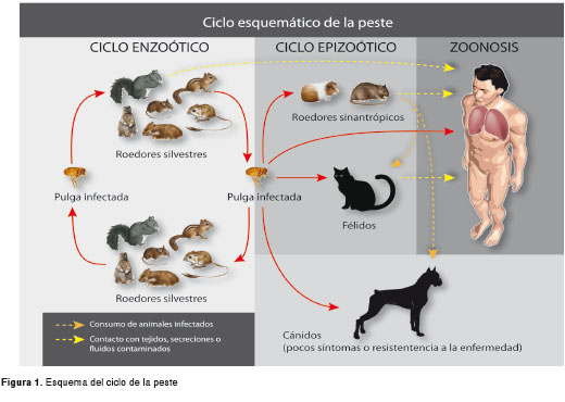 PESTES: DEFINICIÓN, TIPOS y su IMPACTO en la LITERATURA