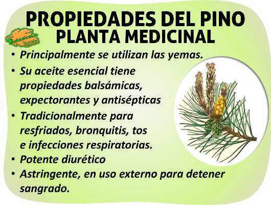PINO: Características, PROPIEDADES y Beneficios Importantes