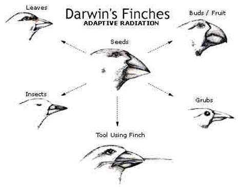 PINZONES de DARWIN: ¡Descubre los DIBUJOS SORPRENDENTES!
